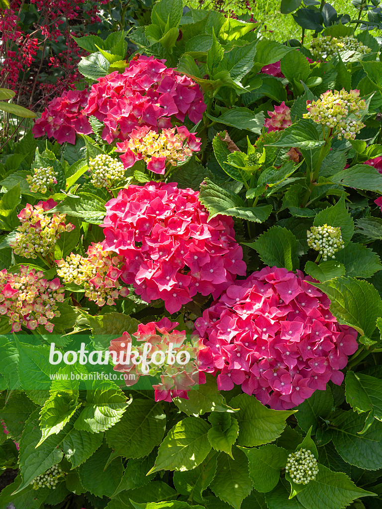 449058 - Big-leaved hydrangea (Hydrangea macrophylla)