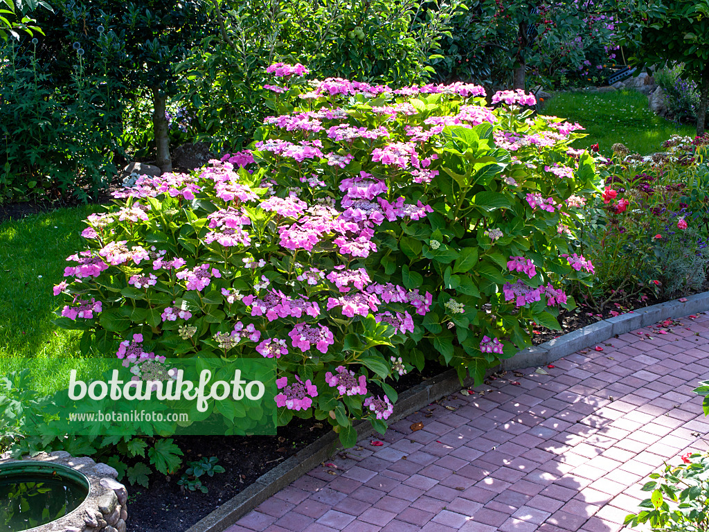 449059 - Big-leaved hydrangea (Hydrangea macrophylla)