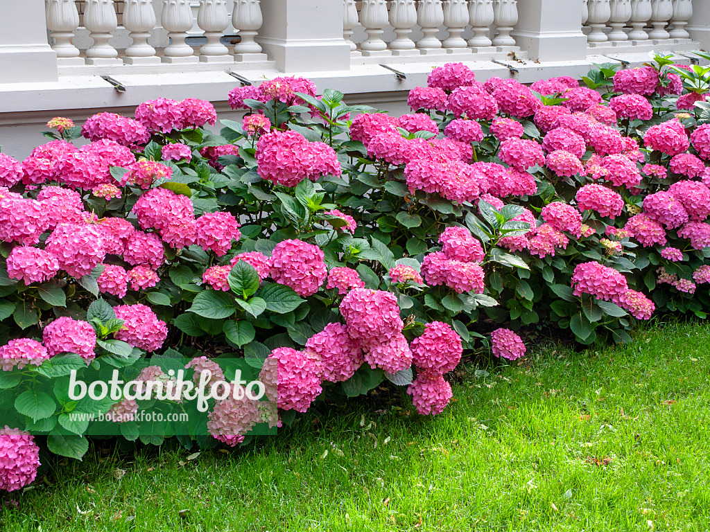 449062 - Big-leaved hydrangea (Hydrangea macrophylla)