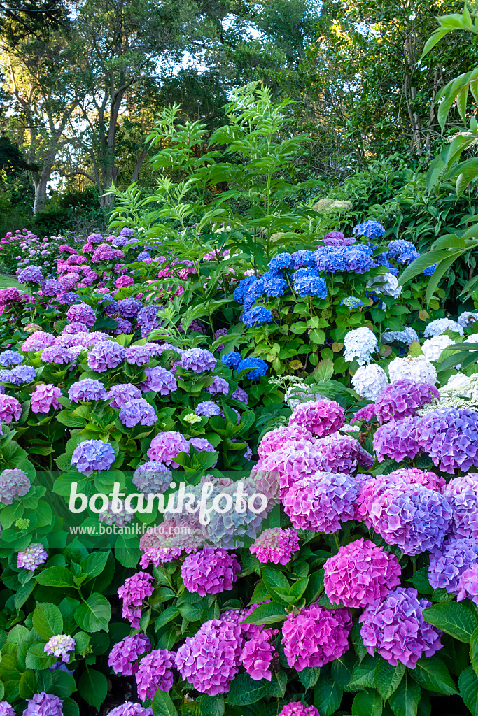 455178 - Big-leaved hydrangea (Hydrangea macrophylla)