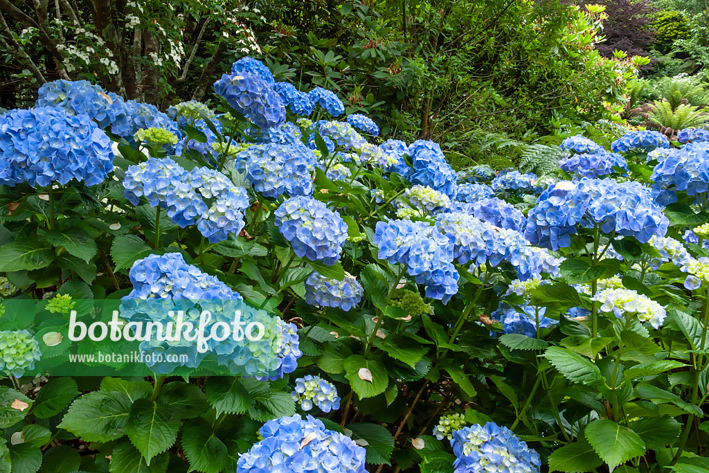 455216 - Big-leaved hydrangea (Hydrangea macrophylla)