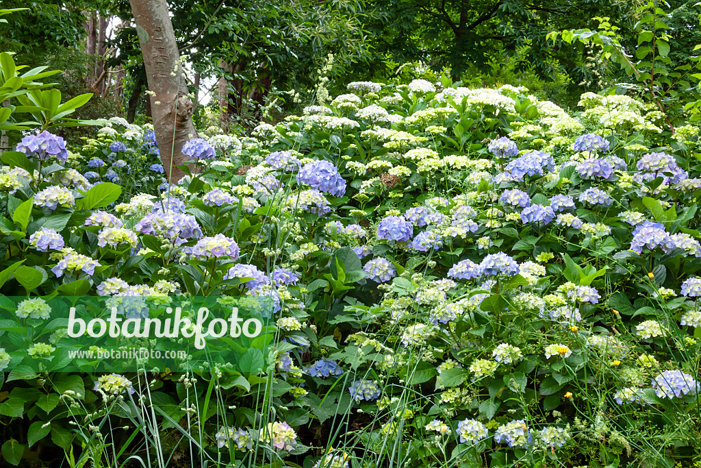 455217 - Big-leaved hydrangea (Hydrangea macrophylla)