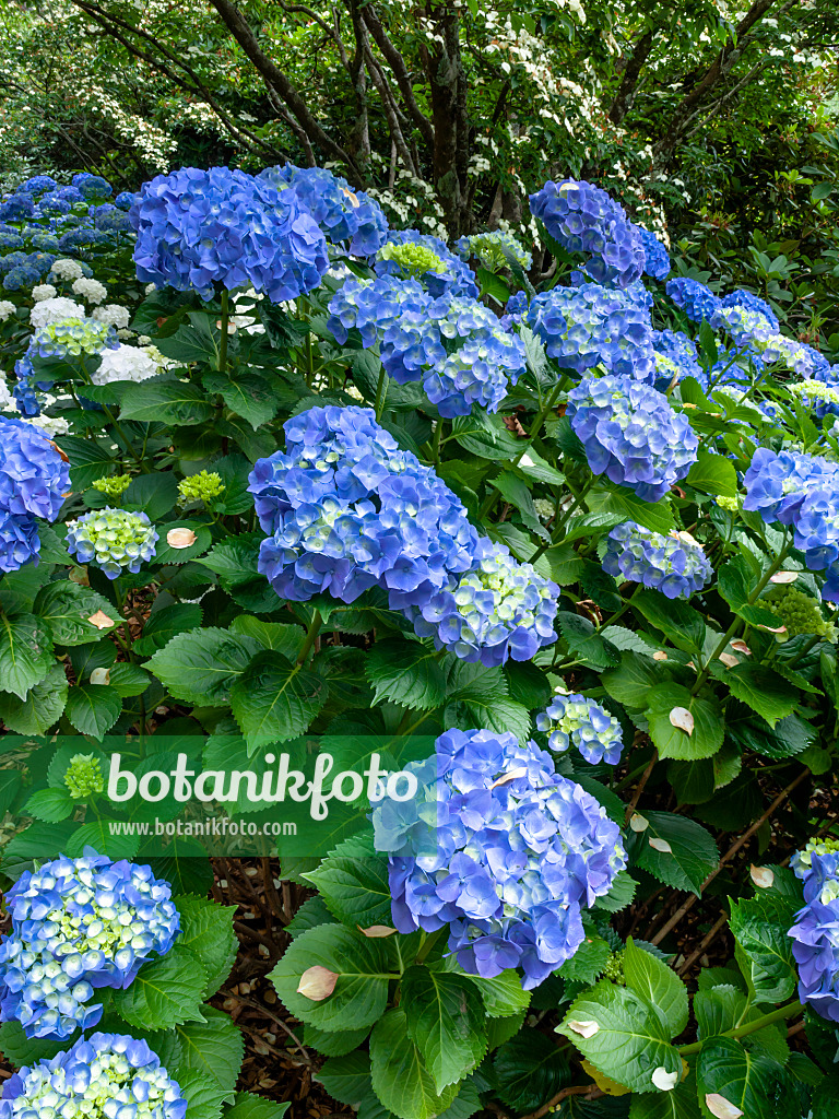 455287 - Big-leaved hydrangea (Hydrangea macrophylla)