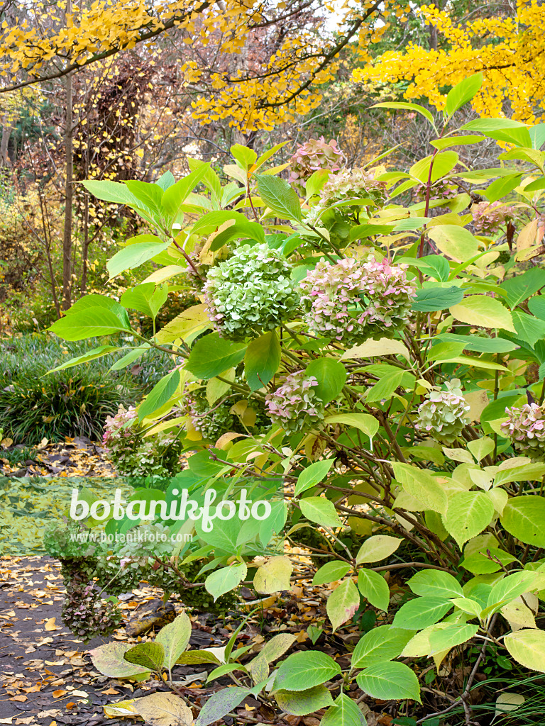 465254 - Big-leaved hydrangea (Hydrangea macrophylla)