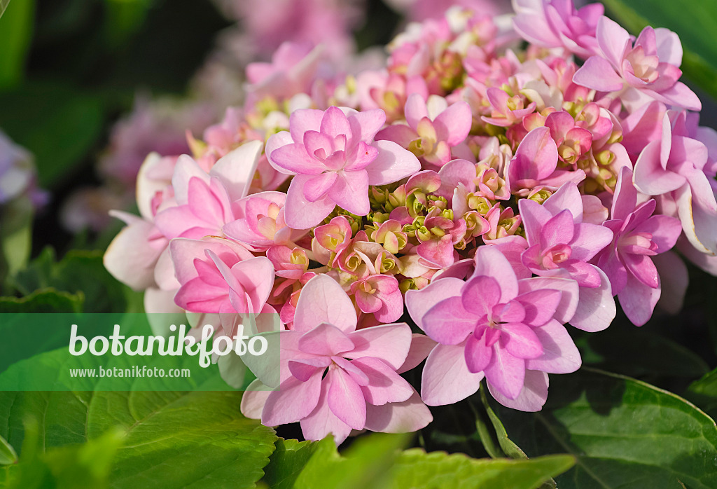 471400 - Big-leaved hydrangea (Hydrangea macrophylla 'Romance')