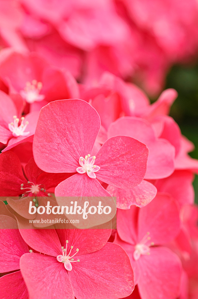 474212 - Big-leaved hydrangea (Hydrangea macrophylla)