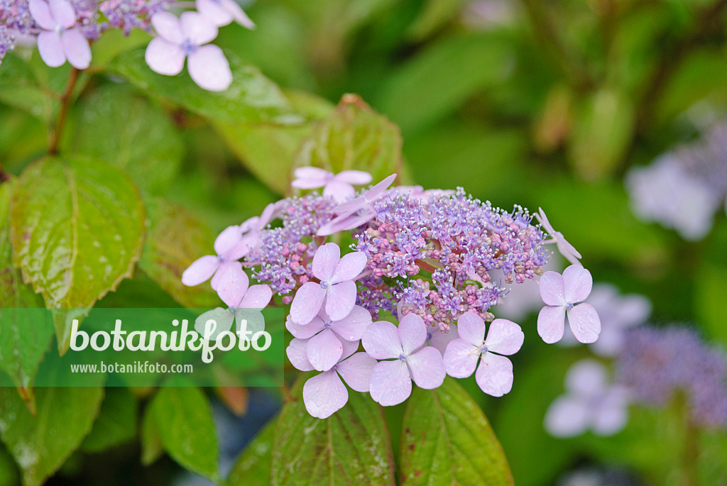 482007 - Big-leaved hydrangea (Hydrangea macrophylla)