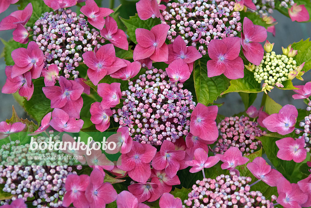 490078 - Big-leaved hydrangea (Hydrangea macrophylla 'Kardinal')