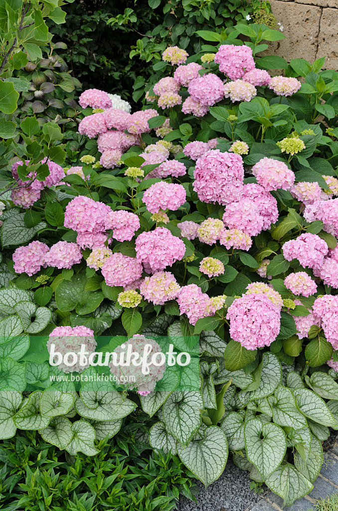 497079 - Big-leaved hydrangea (Hydrangea macrophylla) and Siberian bugloss (Brunnera macrophylla 'Jack Frost' syn. Myosotis macrophylla 'Jack Frost')