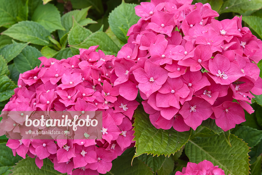 511331 - Big-leaved hydrangea (Hydrangea macrophylla)