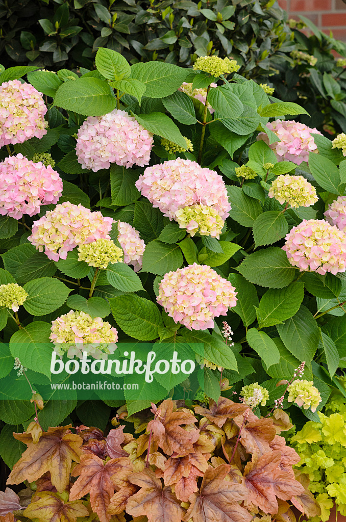 520402 - Big-leaved hydrangea (Hydrangea macrophylla) and alumroot (Heuchera)