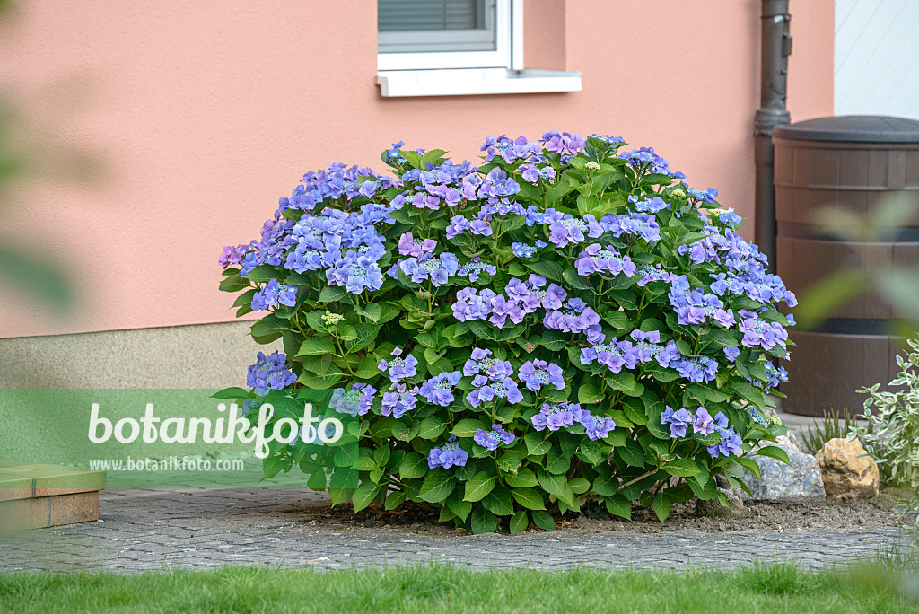 558121 - Big-leaved hydrangea (Hydrangea macrophylla 'Blaumeise')