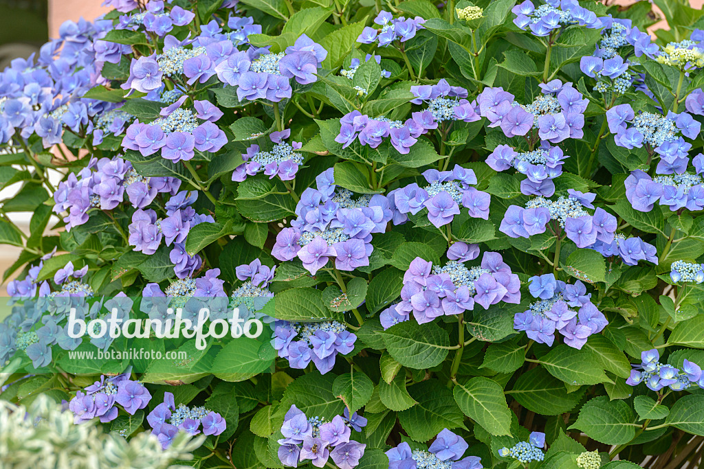 558122 - Big-leaved hydrangea (Hydrangea macrophylla 'Blaumeise')