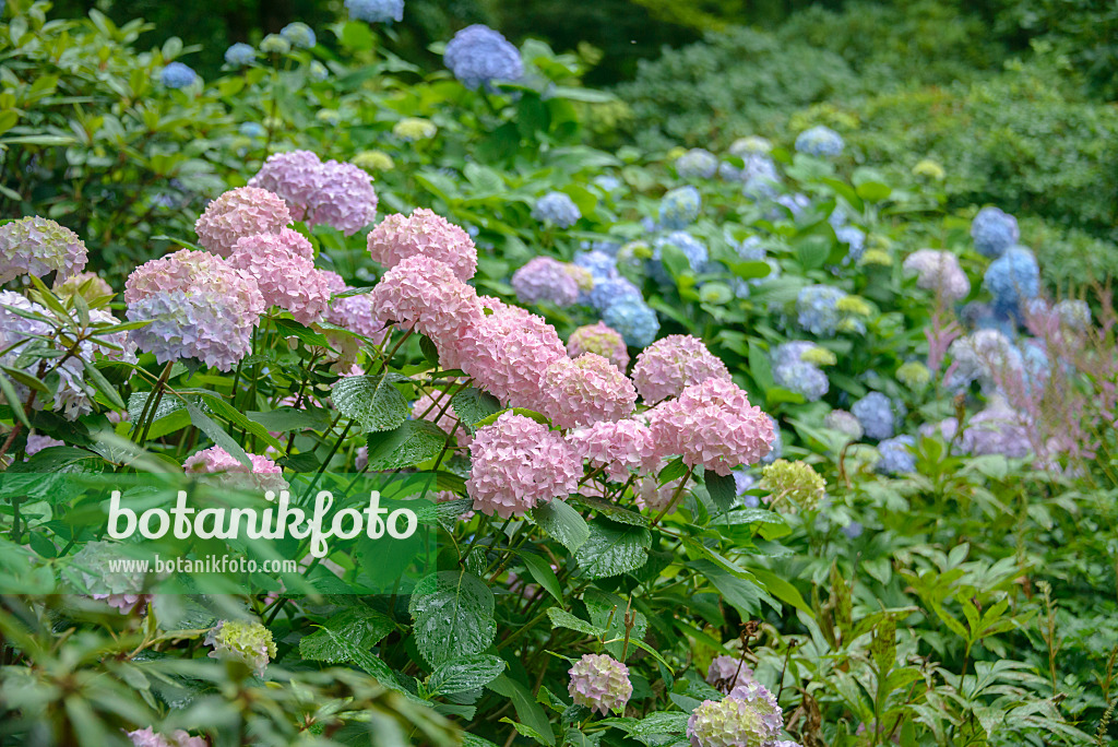 575119 - Big-leaved hydrangea (Hydrangea macrophylla 'Bouquet Rose')