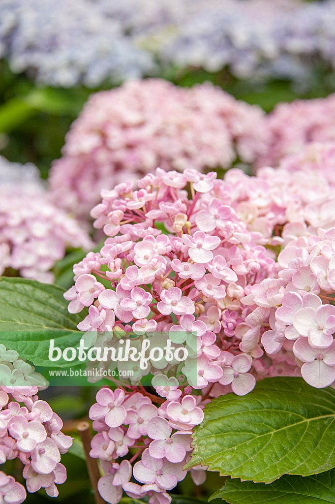 616240 - Big-leaved hydrangea (Hydrangea macrophylla 'Ayesha')