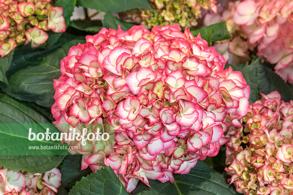 625234 - Big-leaved hydrangea (Hydrangea macrophylla 'Kanmara Pink')