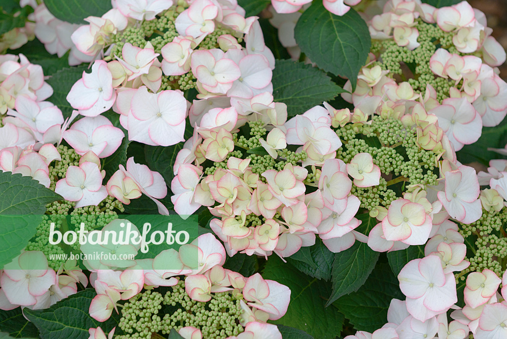 575120 - Big-leaved hydrangea (Hydrangea macrophylla 'Charm')