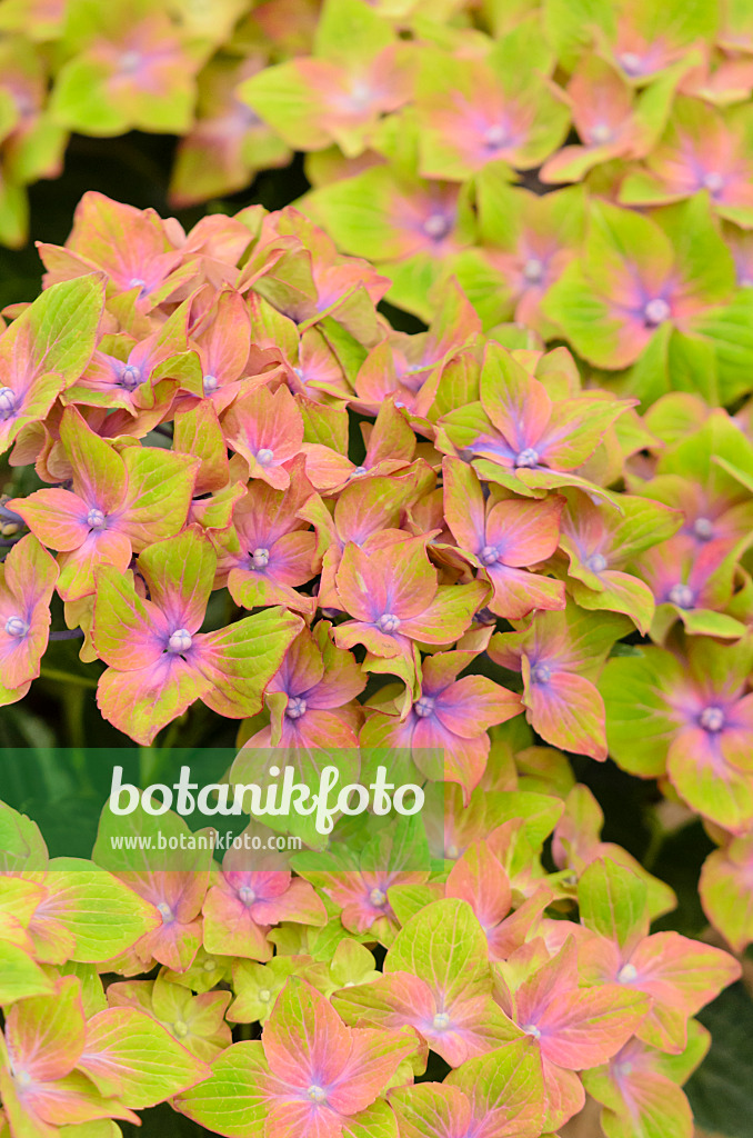 571073 - Big-leaved hydrangea (Hydrangea macrophylla 'Saxon Schloss Wackerbarth')