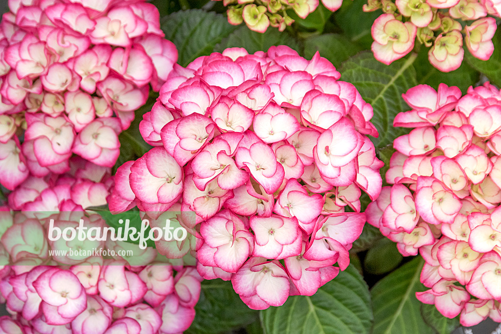 625235 - Big-leaved hydrangea (Hydrangea macrophylla 'Saxon Gräfin Cosel')