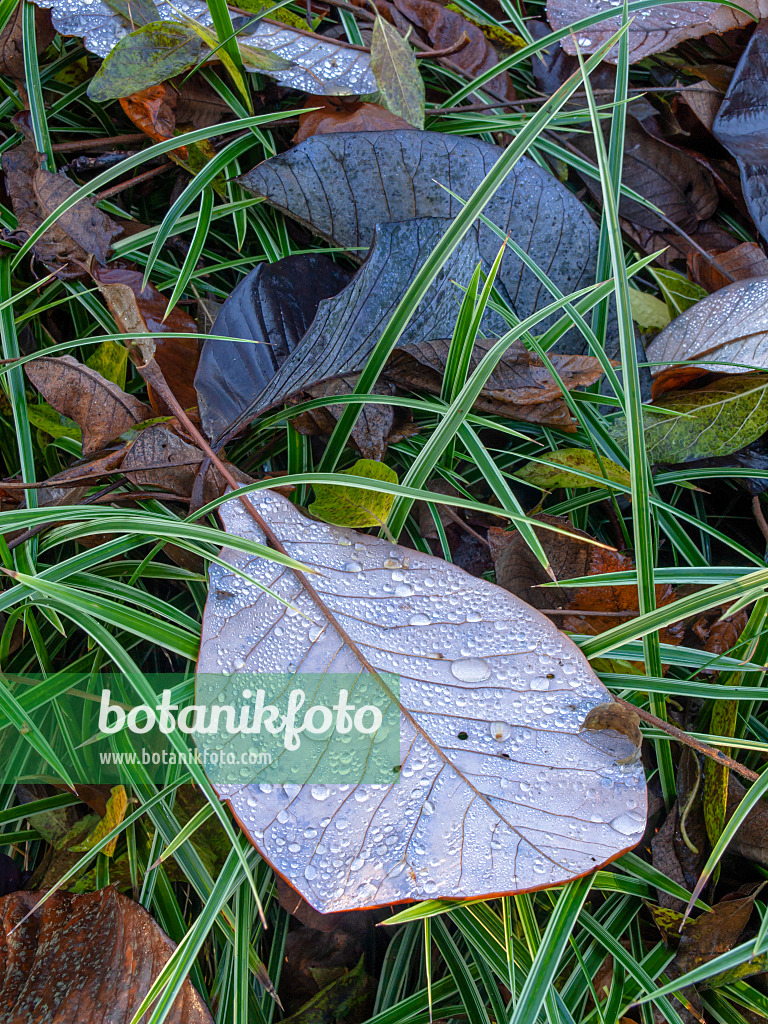 444009 - Big-leaved magnolia (Magnolia hypoleuca)