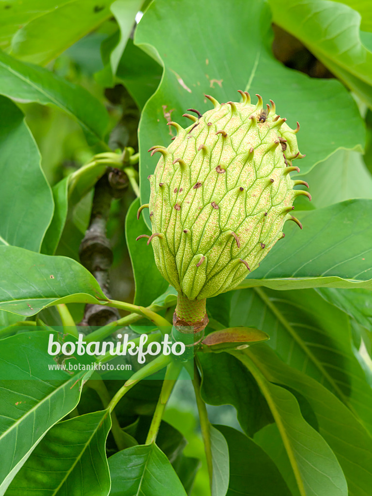 450015 - Big-leaved magnolia (Magnolia hypoleuca)