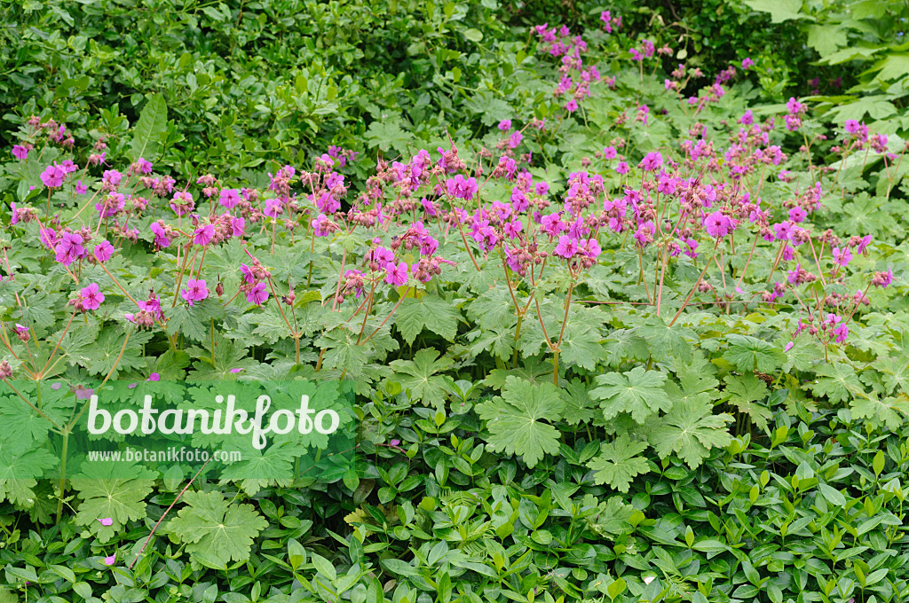 472056 - Bigroot cranesbill (Geranium macrorrhizum)