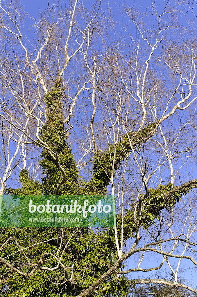 492034 - Birch (Betula) and common ivy (Hedera helix)