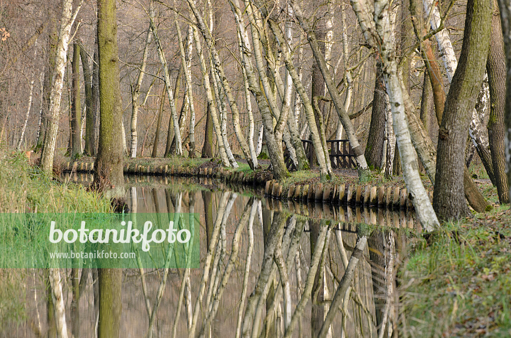 527009 - Birches (Betula) and alders (Alnus) at a water ditch, Spreewald Biosphere Reserve, Germany