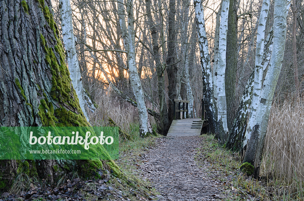 527013 - Birches (Betula) at a hiking trail, Spreewald Biosphere Reserve, Germany