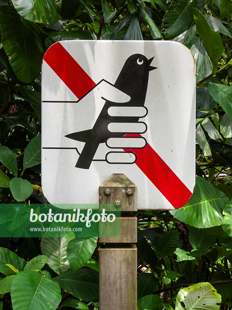 411071 - Bird catching forbidden, Kent Ridge Park, Singapore