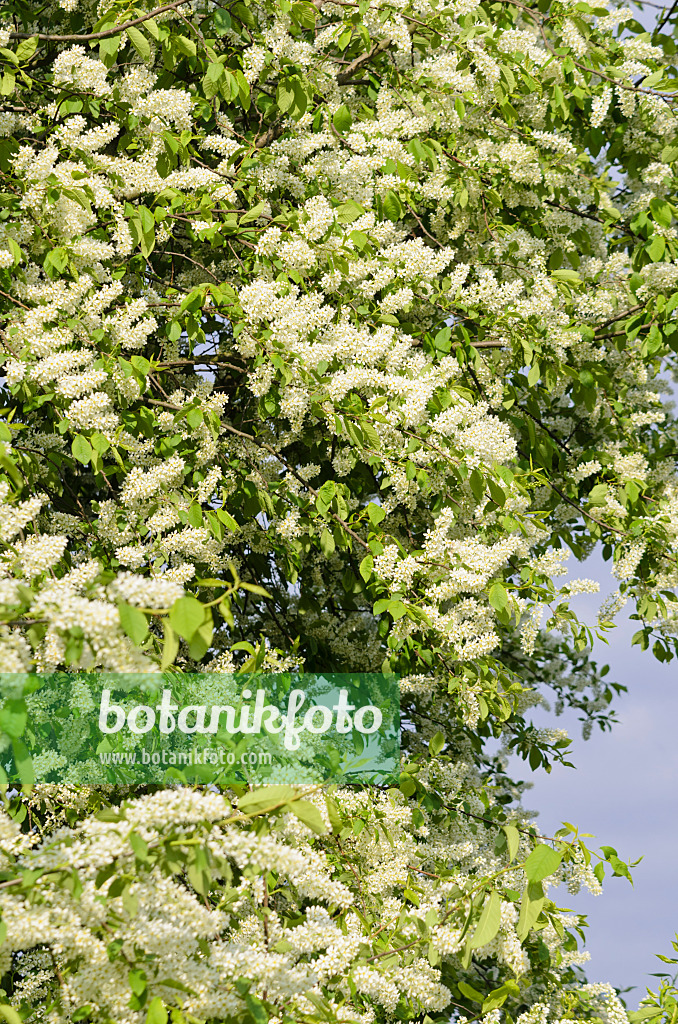 531055 - Bird cherry (Prunus padus)