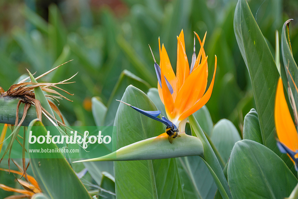 517484 - Bird of paradise flower (Strelitzia reginae)