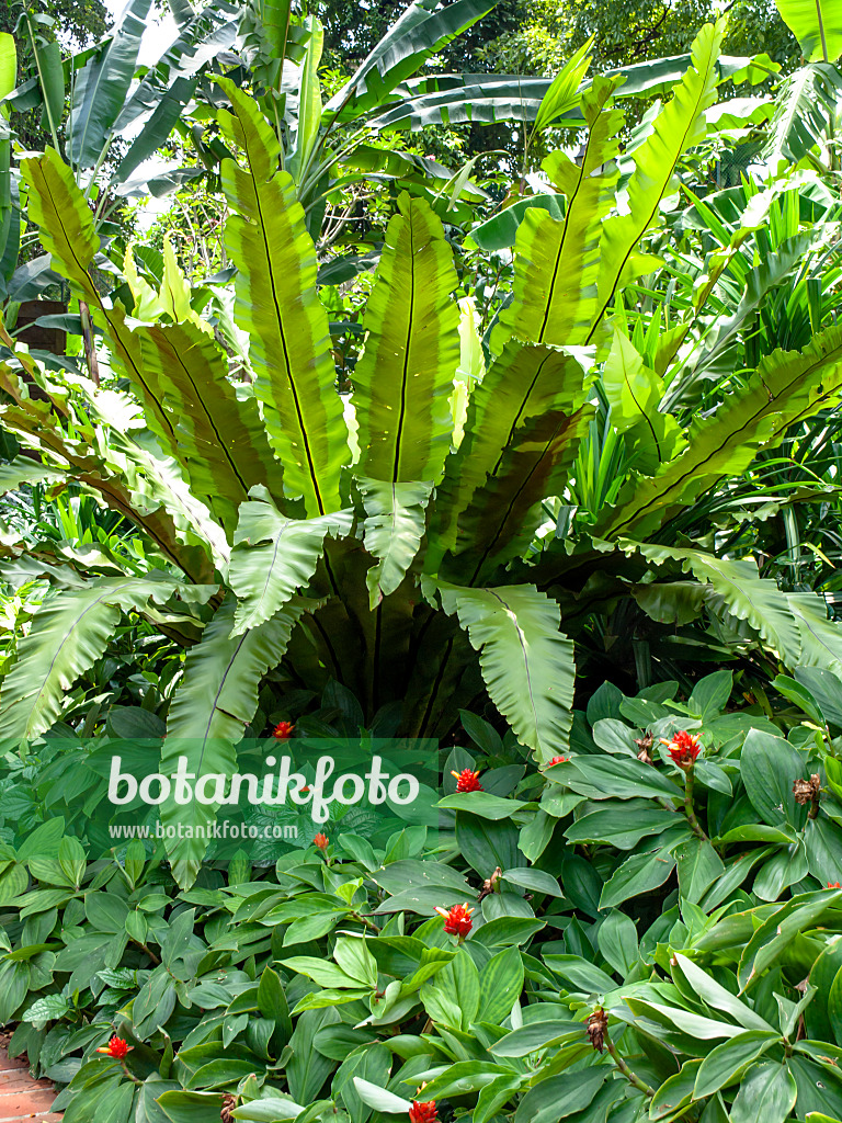 434271 - Bird's nest fern (Asplenium nidus) and spiral ginger (Costus)