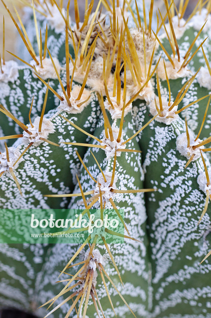 492003 - Bishop's cap cactus (Astrophytum ornatum)