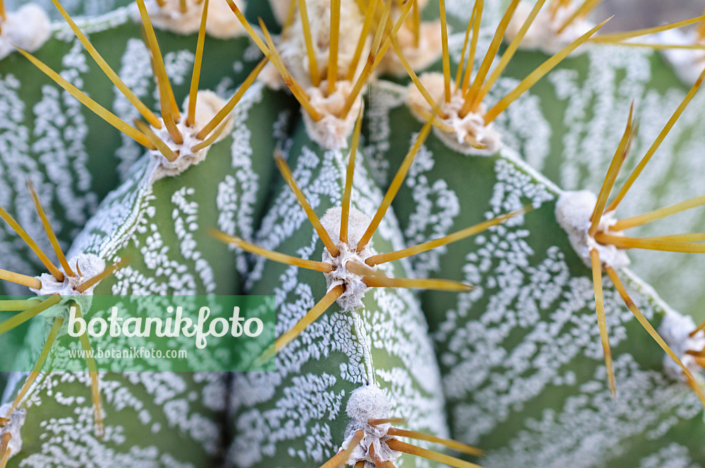 492005 - Bishop's cap cactus (Astrophytum ornatum)