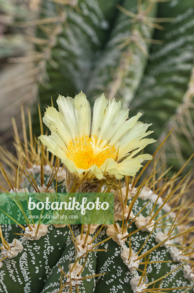 512030 - Bishop's cap cactus (Astrophytum ornatum)