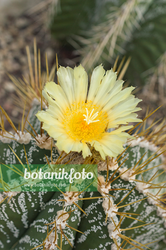 512031 - Bishop's cap cactus (Astrophytum ornatum)