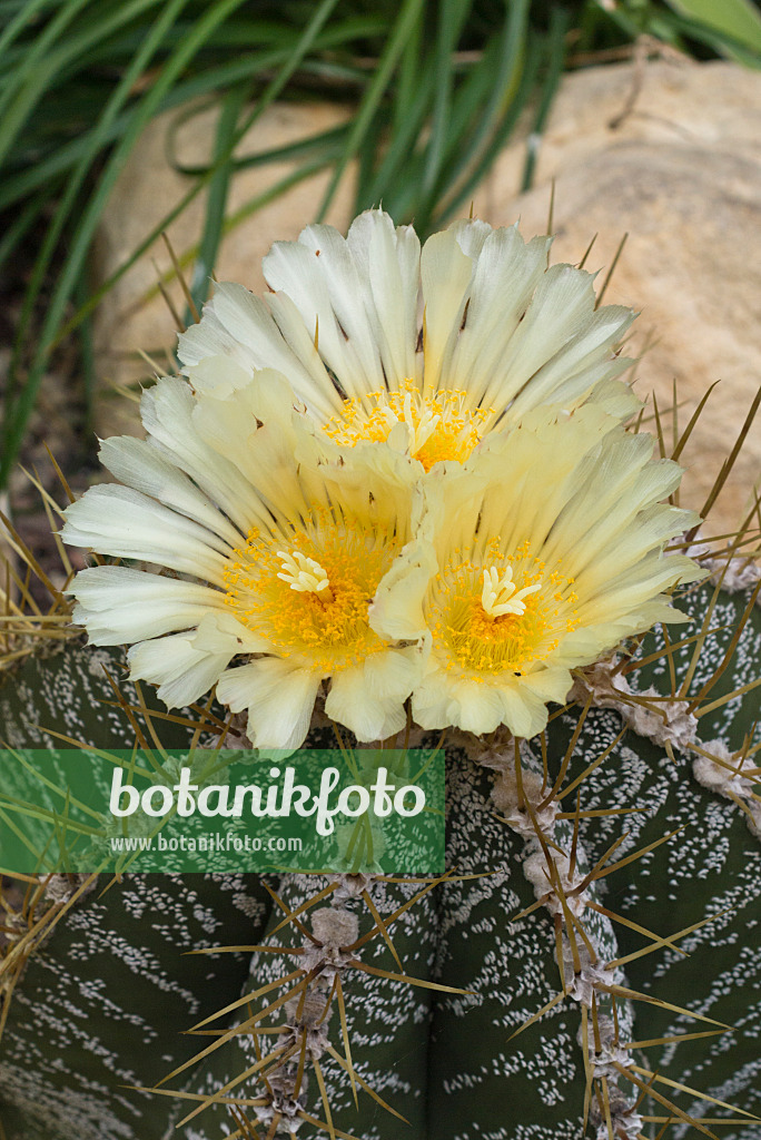 556127 - Bishop's cap cactus (Astrophytum ornatum)