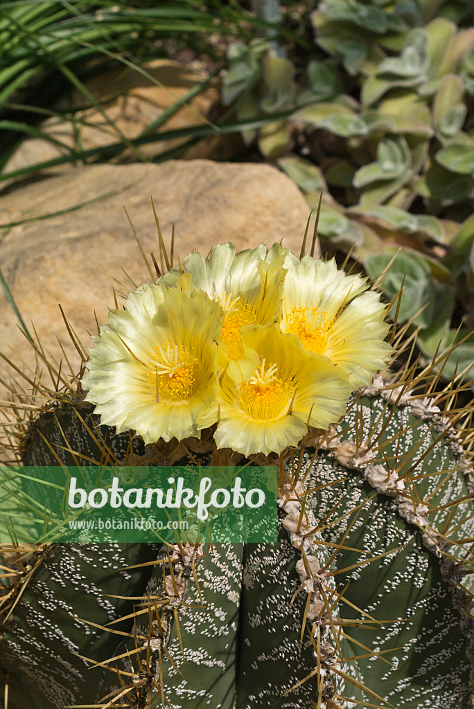 558307 - Bishop's cap cactus (Astrophytum ornatum)