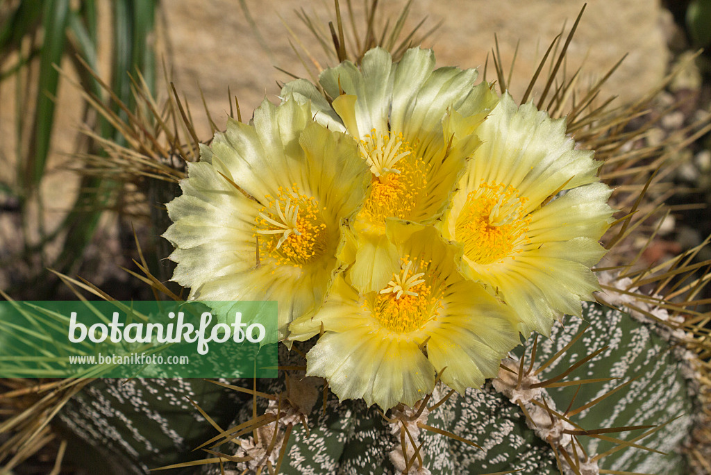 558308 - Bishop's cap cactus (Astrophytum ornatum)