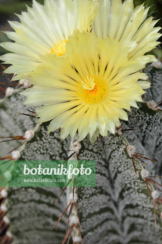 572098 - Bishop's cap cactus (Astrophytum ornatum)