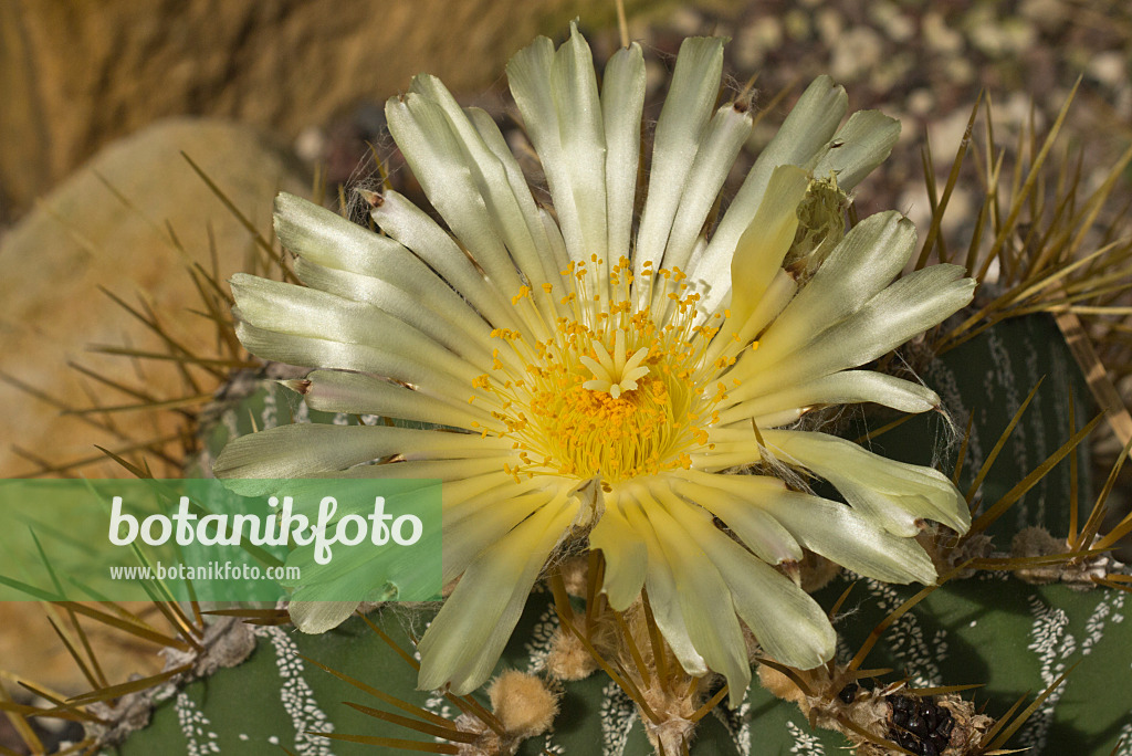 597006 - Bishop's cap cactus (Astrophytum ornatum)