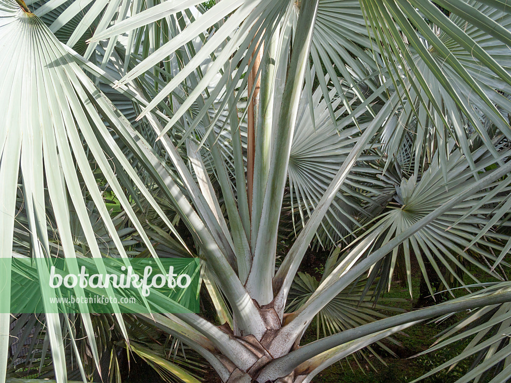 411016 - Bismarck palm (Bismarckia nobilis 'Silver')