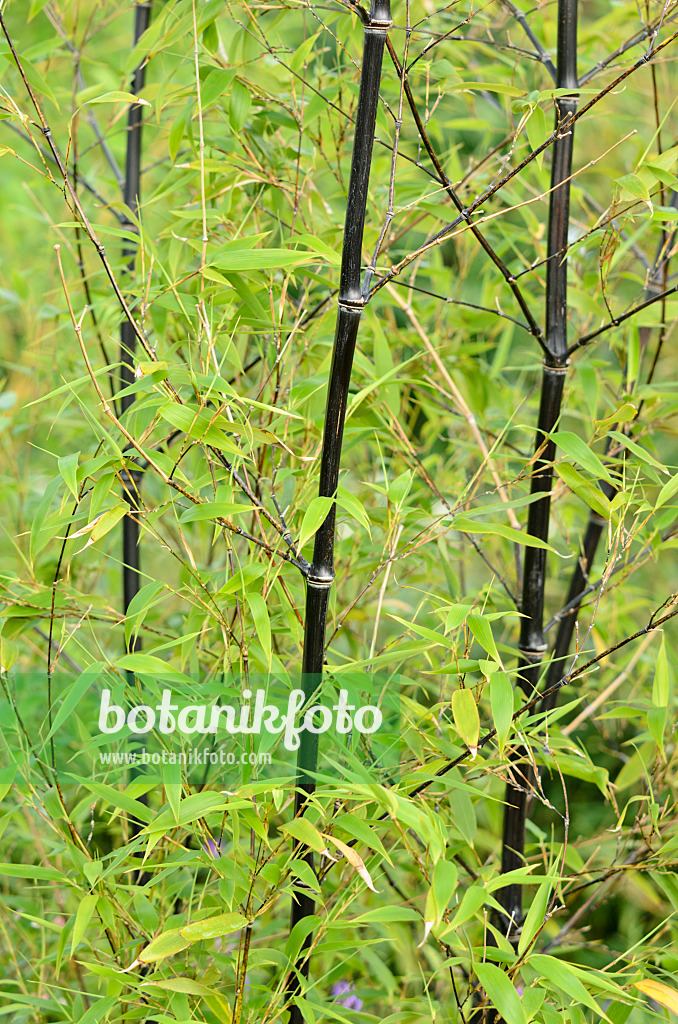 534417 - Black bamboo (Phyllostachys nigra)