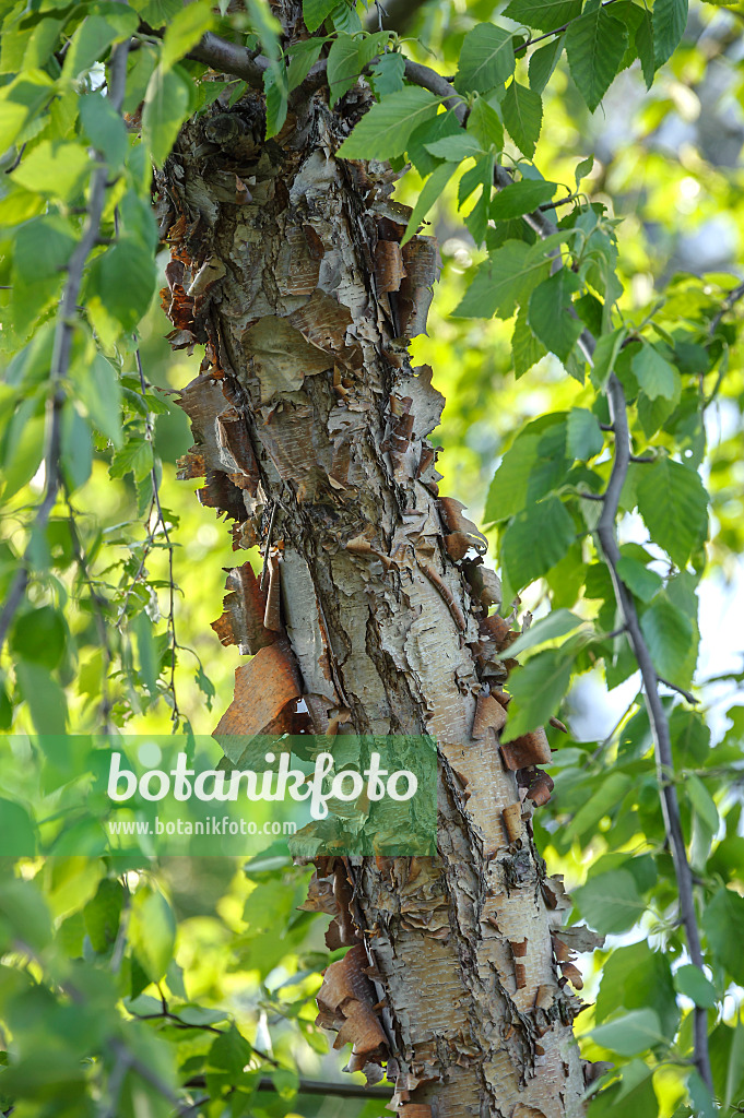 547085 - Black birch (Betula nigra)