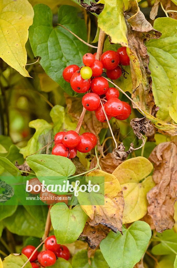 525165 - Black bryony (Dioscorea communis syn. Tamus communis)