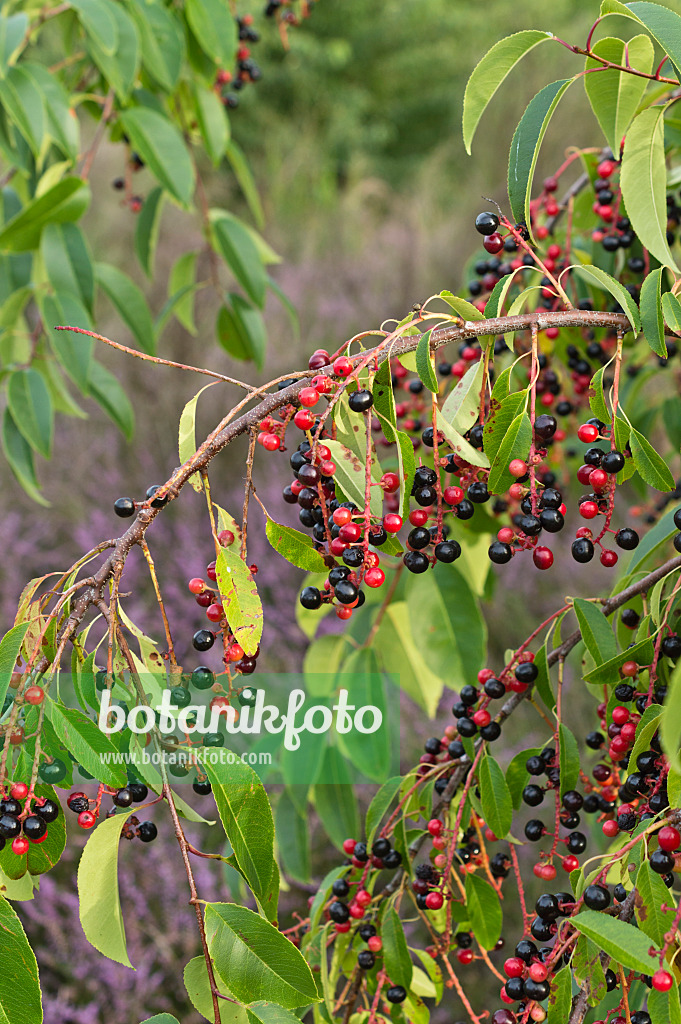 512005 - Black cherry (Prunus serotina)