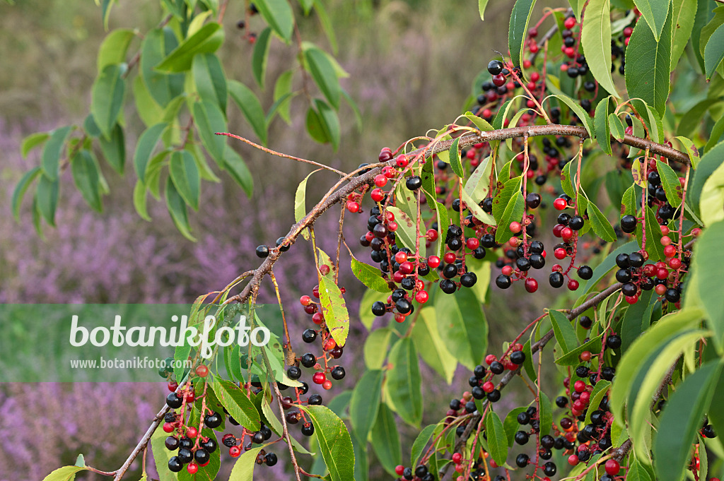 512006 - Black cherry (Prunus serotina)