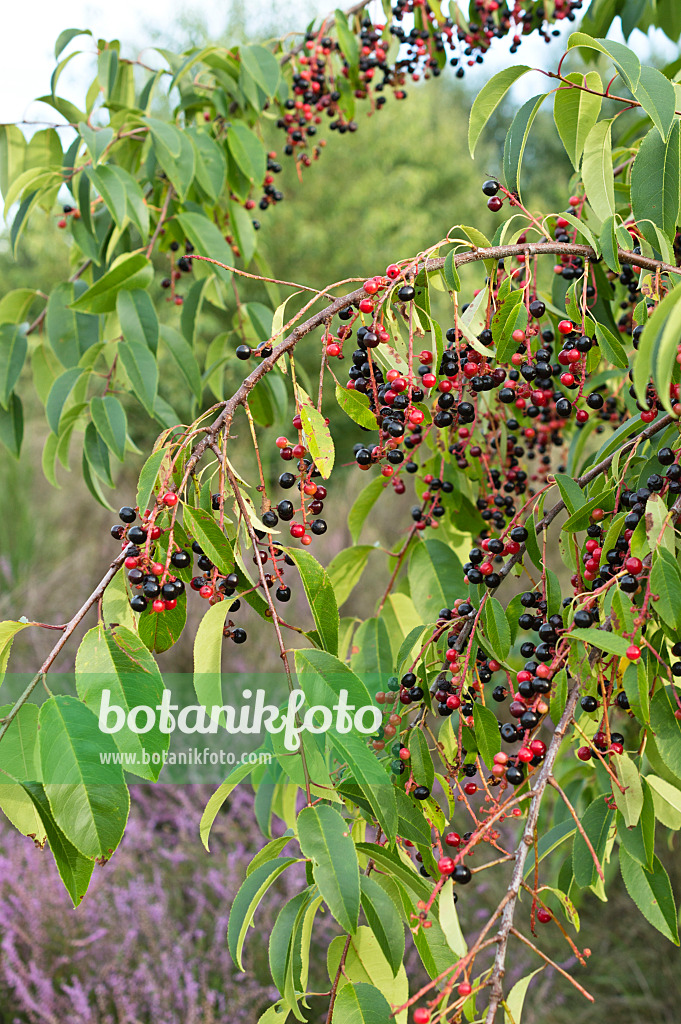 512007 - Black cherry (Prunus serotina)