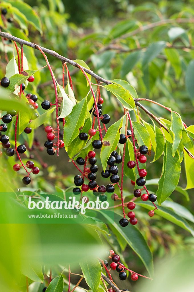 512008 - Black cherry (Prunus serotina)